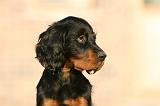 SETTER GORDON 033